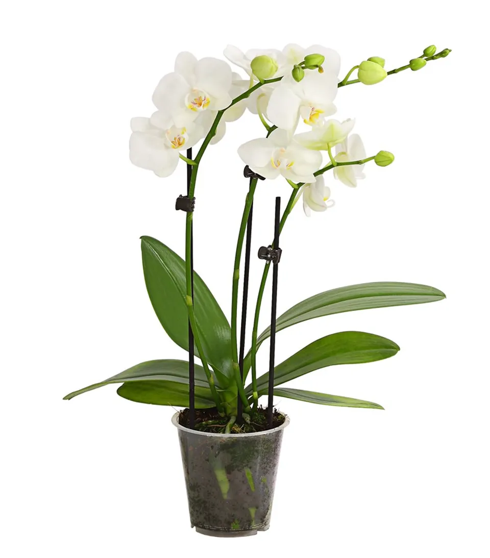 Dehner Premium Lovely Schmetterlingsorchidee Orchidee weiß 25-30 cm