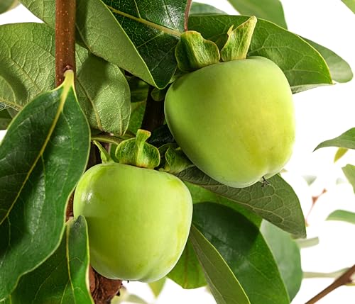 Dehner Ragno Kaki-Pflaume Obstbaum 9,5l süß-mild