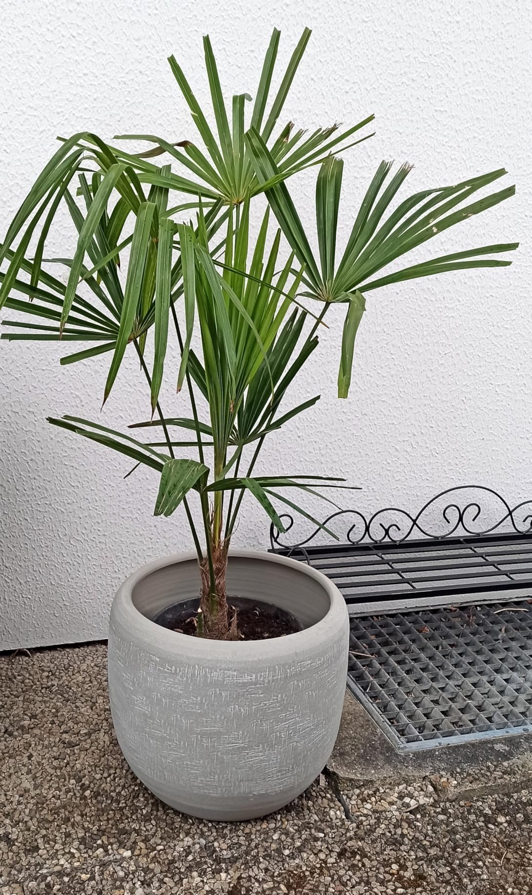 Dehner Romy Übertopf Creme Ø29 cm Keramik Relief