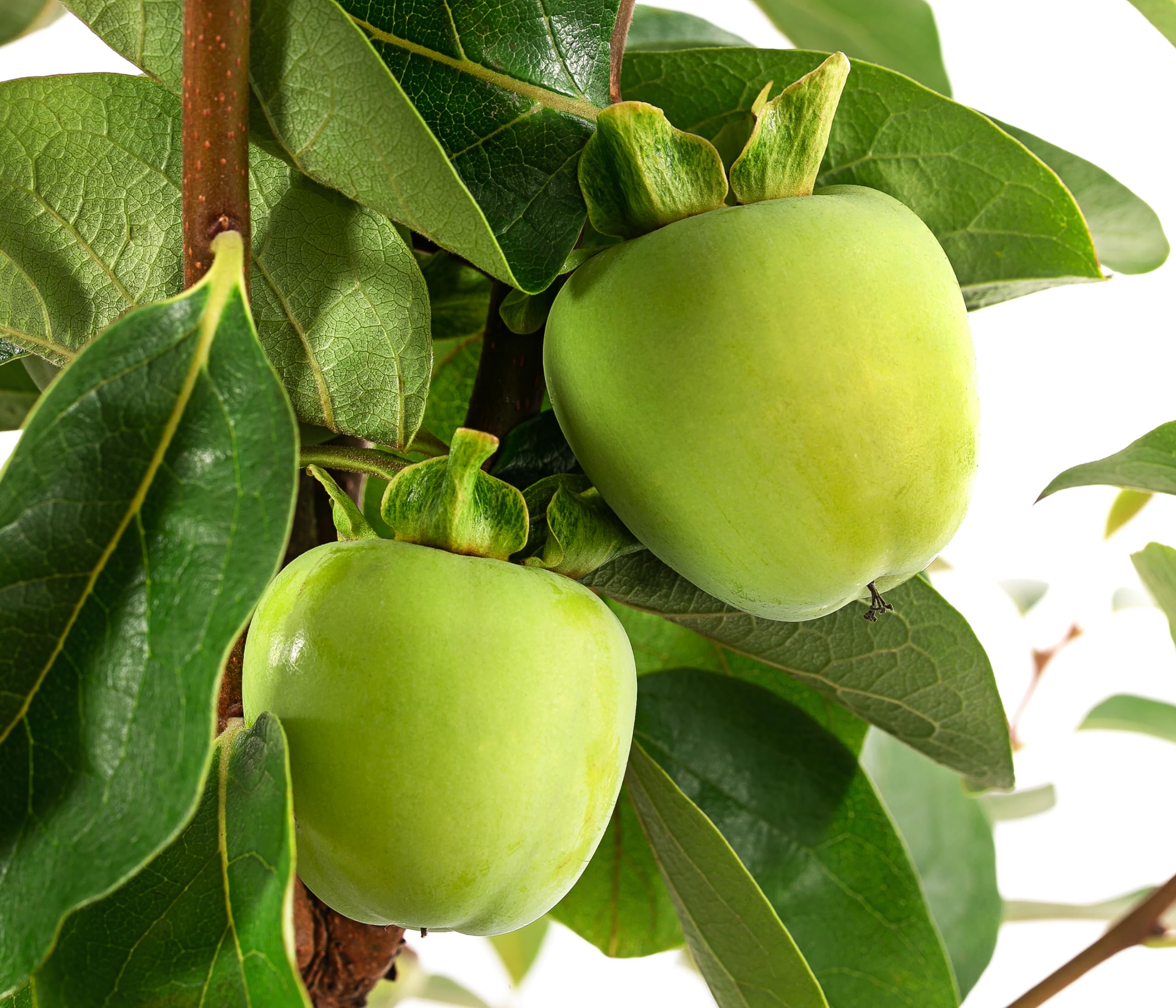 Dehner Ragno Kaki-Pflaume Obstbaum 9,5l süß-mild