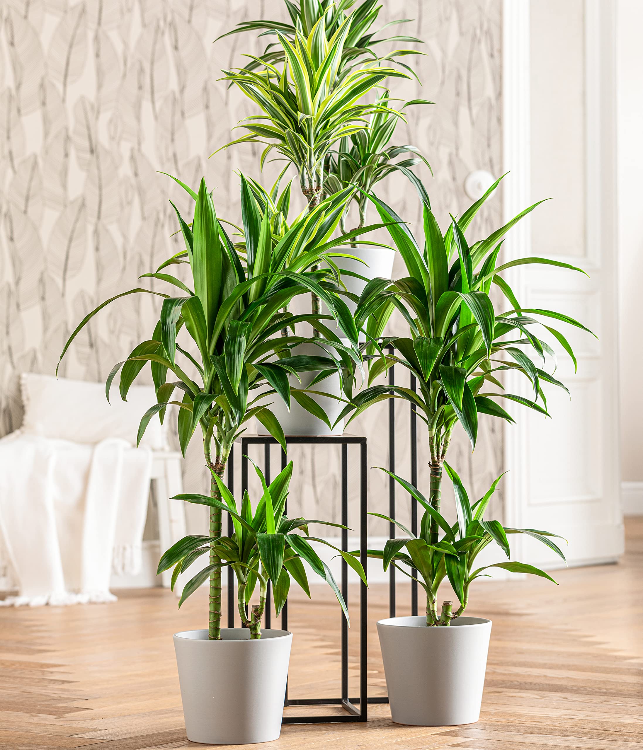 Dehner Lemon Lime Drachenbaum 120-140 cm Topf 24 cm gestreift