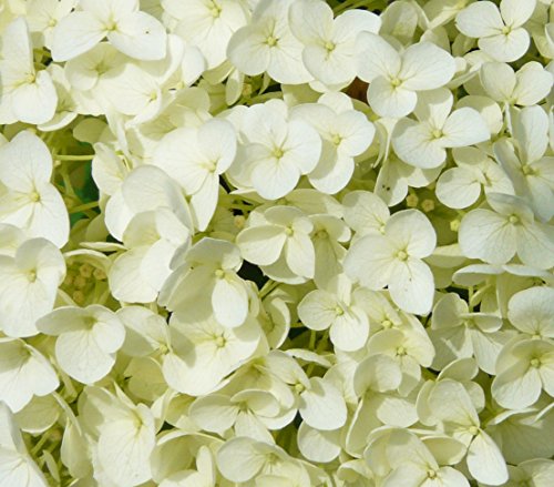 Dehner Strong Annabelle Hortensie creme-weiß 40-50 cm winterhart