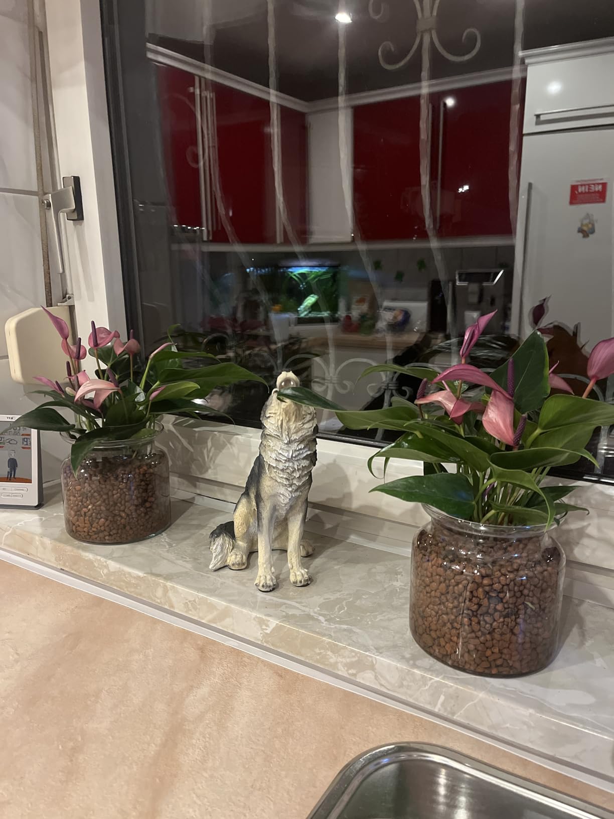 Dehner Waterplant Flamingoblume Glas lila 25 cm Hydro