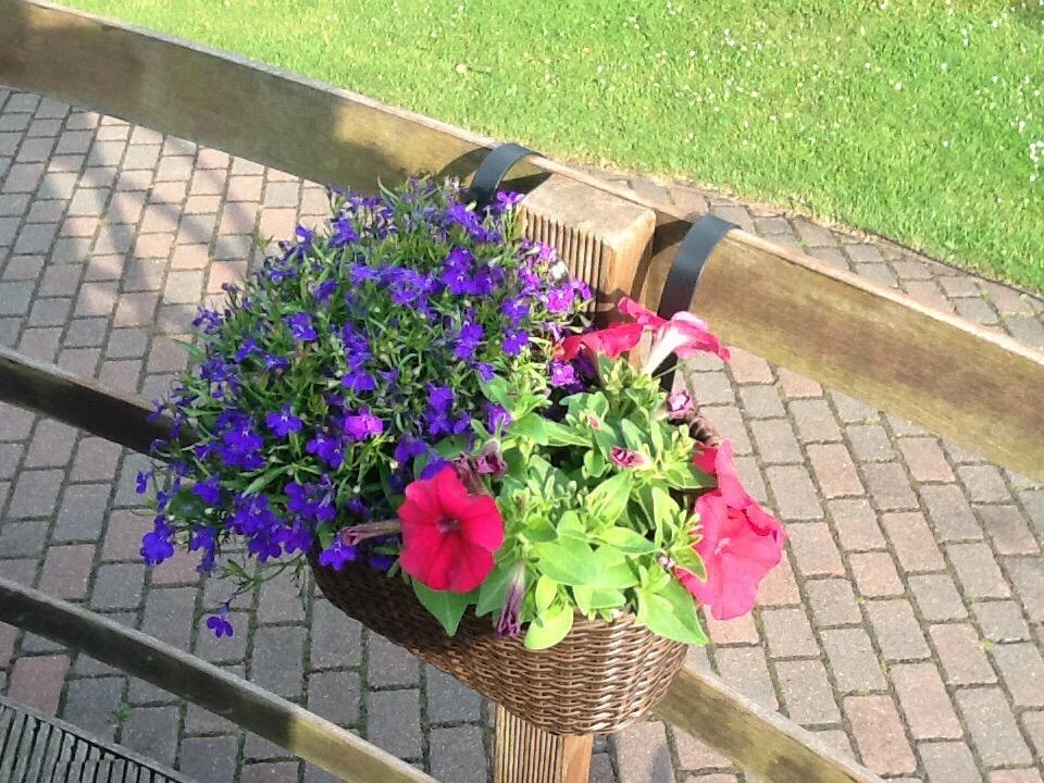 Dehner Premium Lovely Blumenkasten mit Halterung braun 30 cm