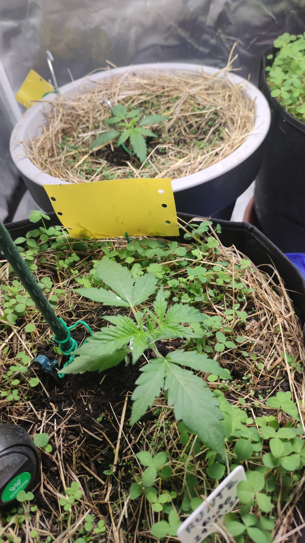 Dehner Bio Universaldünger Humusdünger 1,5kg organisch