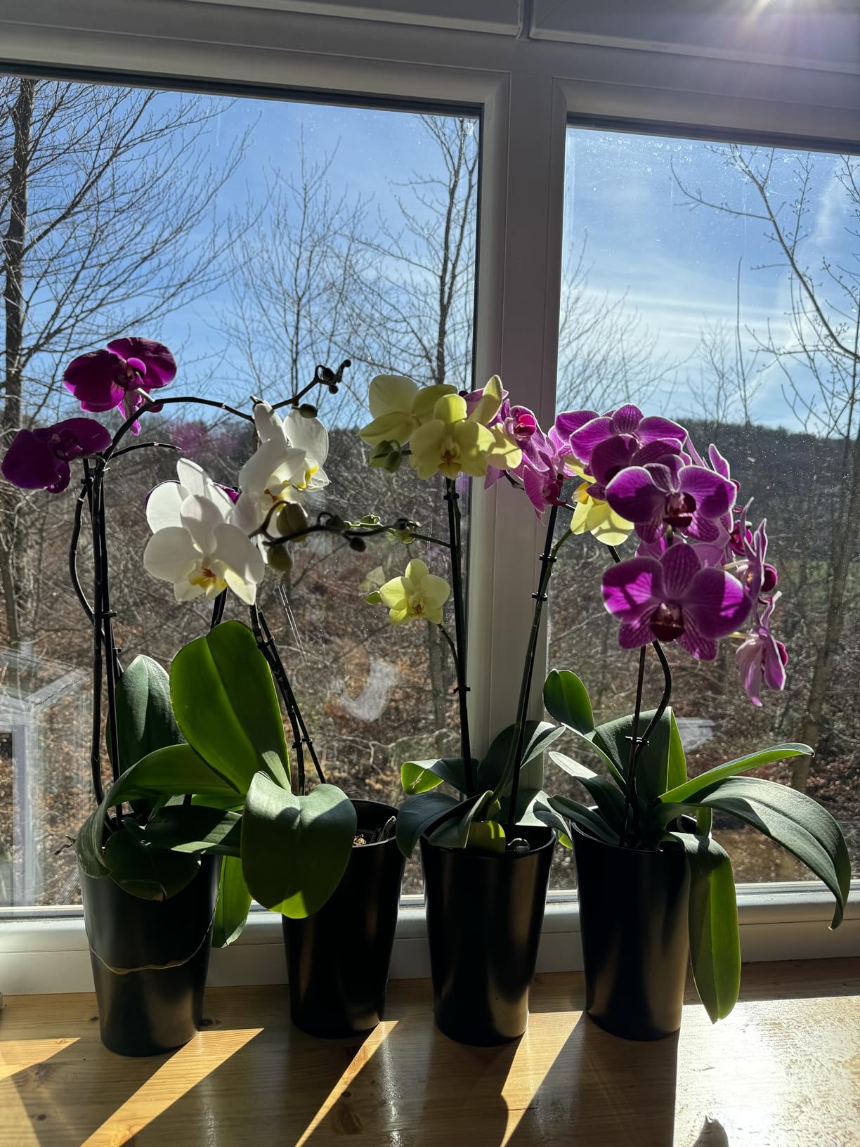 Dehner Orchideen Düngestäbchen NPK-Dünger 120 Stück