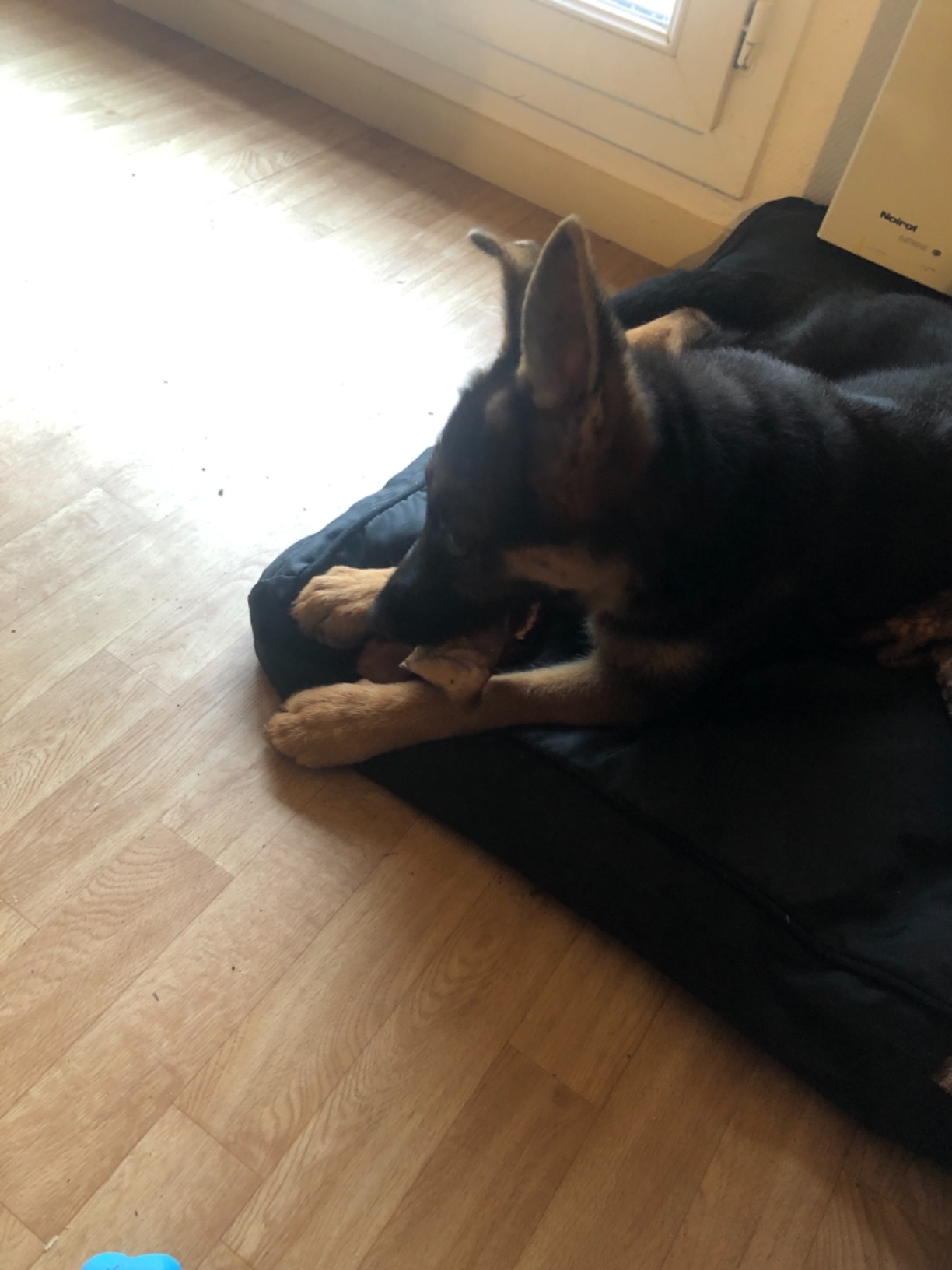 Dehner Lieblinge Hundesnack Schweineohren 1050g luftgetrocknet