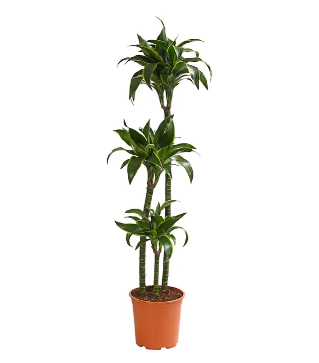 Dehner Lovely Dorado Drachenbaum Zimmerpflanze 120-150 cm 24 cm