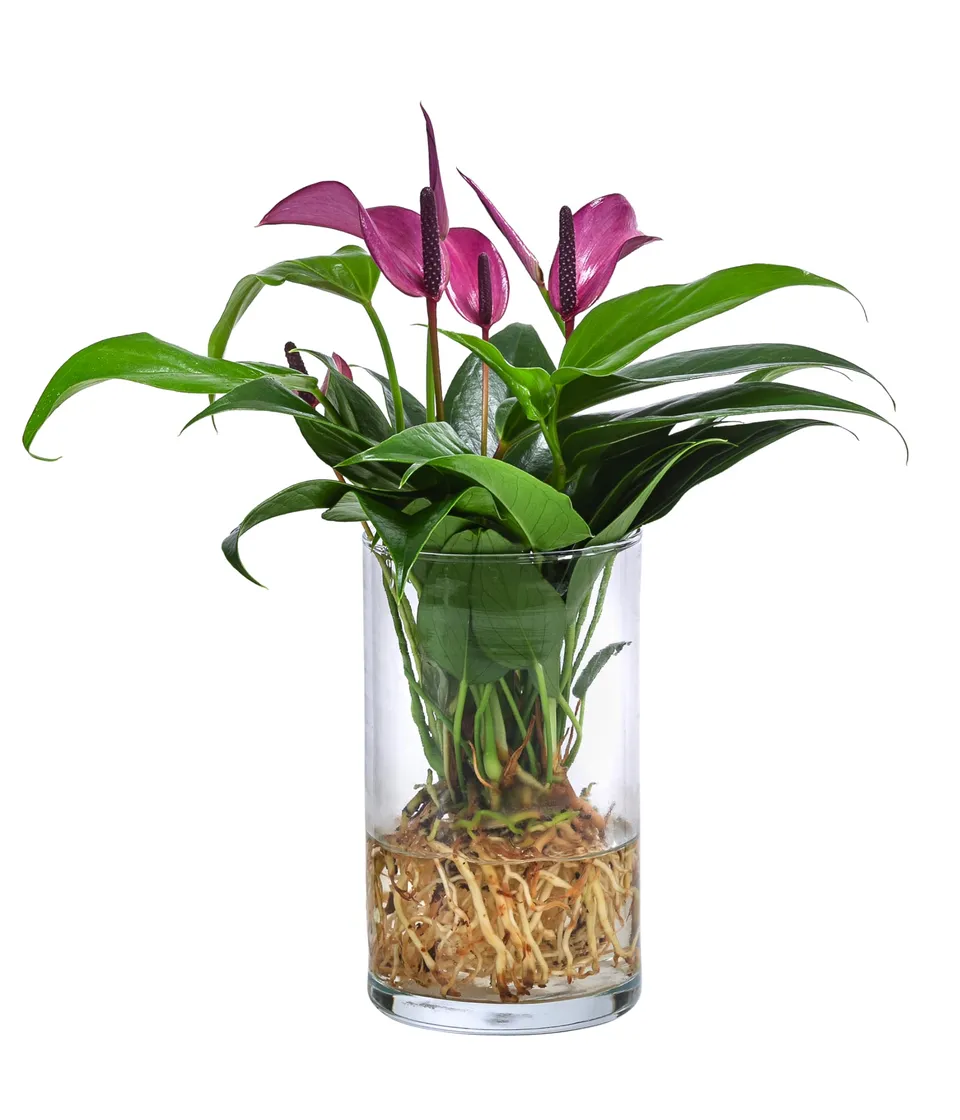 Dehner Waterplant Flamingoblume Glas lila 25 cm Hydro
