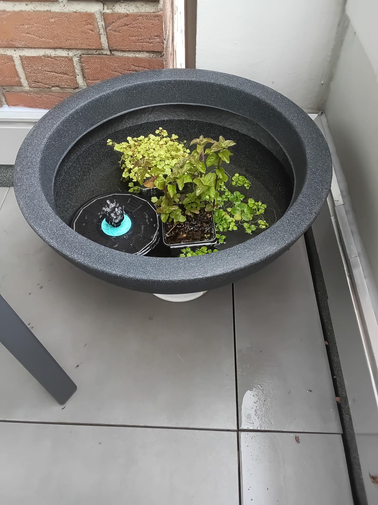 Dehner Kugelschale Pflanzschale Ø52cm anthrazit Miniteich