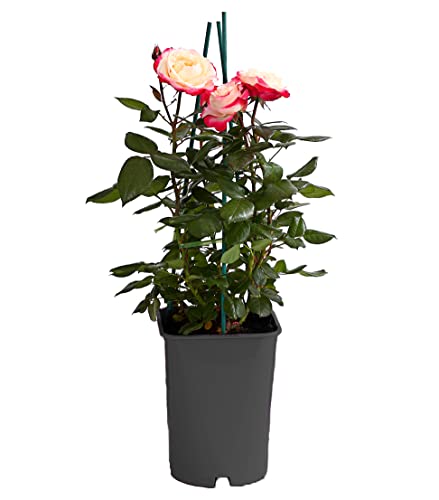 Dehner Nostalgie Edelrose Tantau creme-rot duftend 6 l Topf