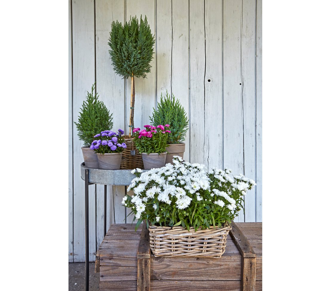 Dehner Rattan Pflanzkasten 30x15x15cm grau-braun wetterfest