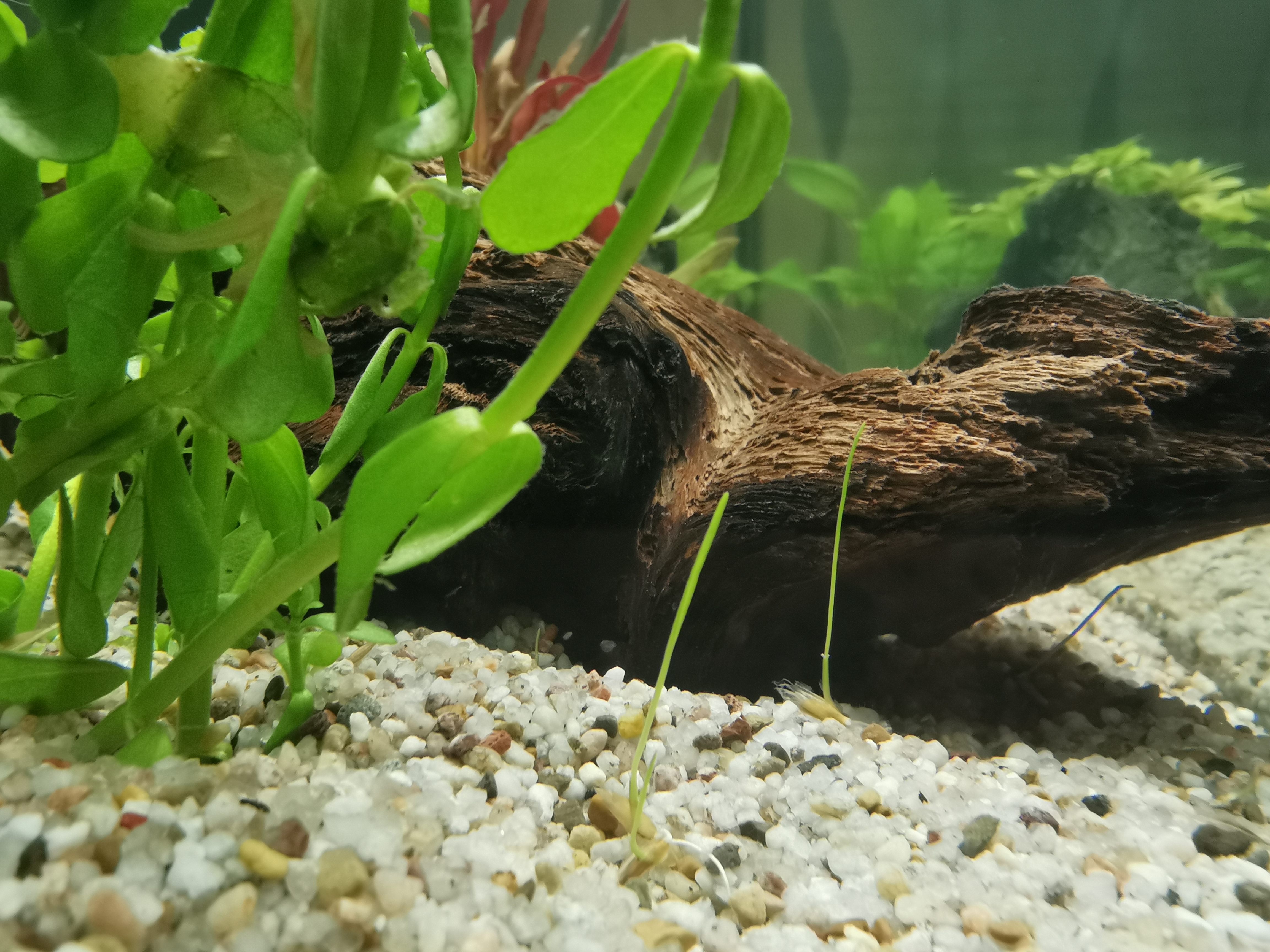 Dehner Aqua Aquarienkies Weiß 1-2mm 3x5kg
