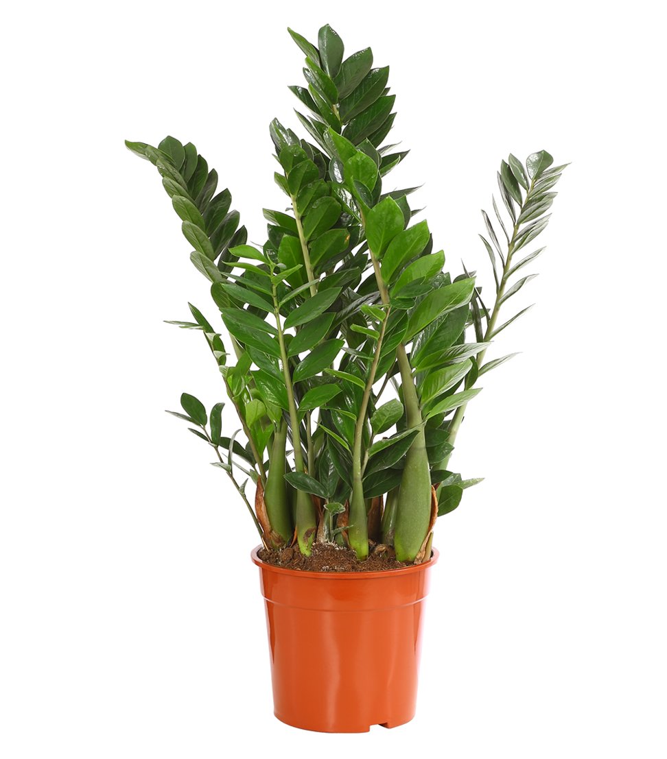 Dehner Glücksfeder 20-30 cm Topf 17 cm pflegeleicht