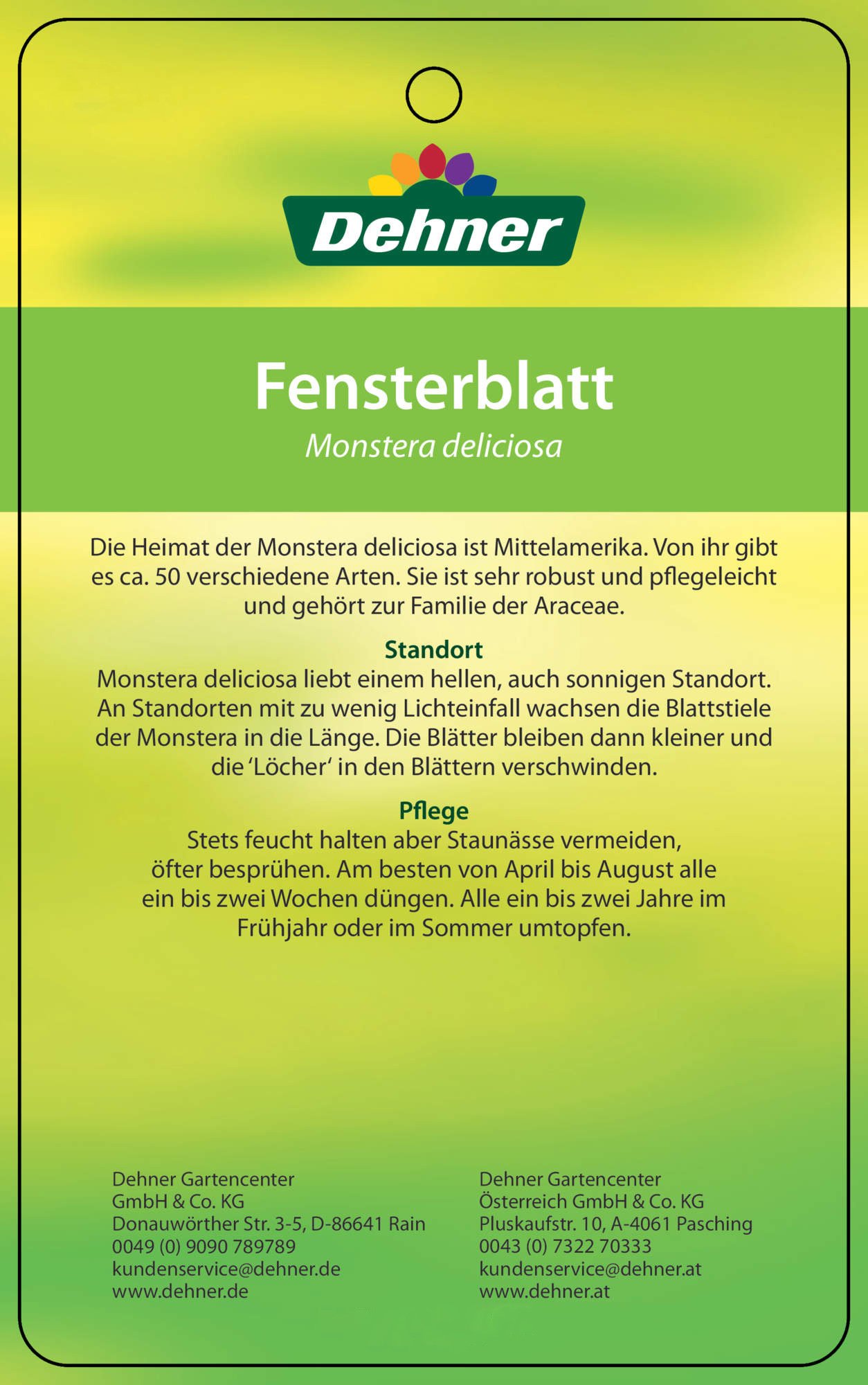 Dehner Premium Lovely Fensterblatt-Monstera Zimmerpflanze 19 cm mit Moosstab