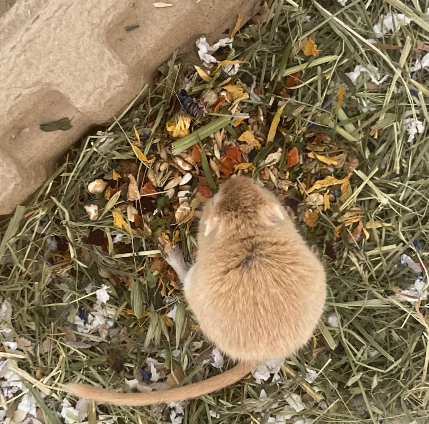 Mr. Crumble Rennmaus-Futter Gerbil 1000 g proteinreich
