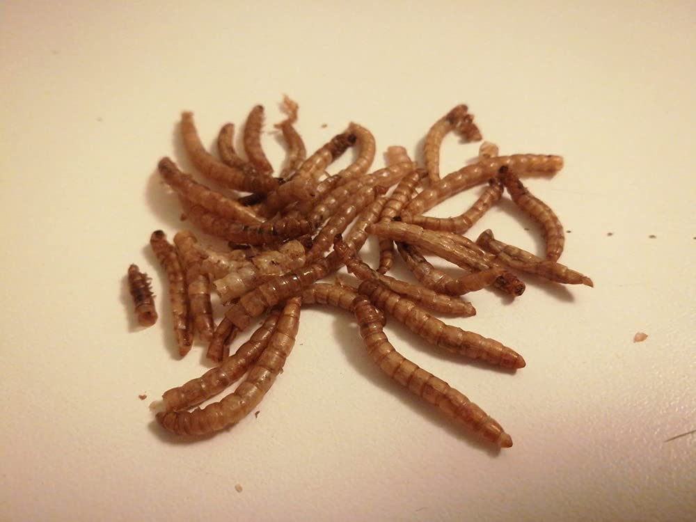 Dehner Lieblinge Mehlwürmer Wildvogelfutter 500g proteinreich