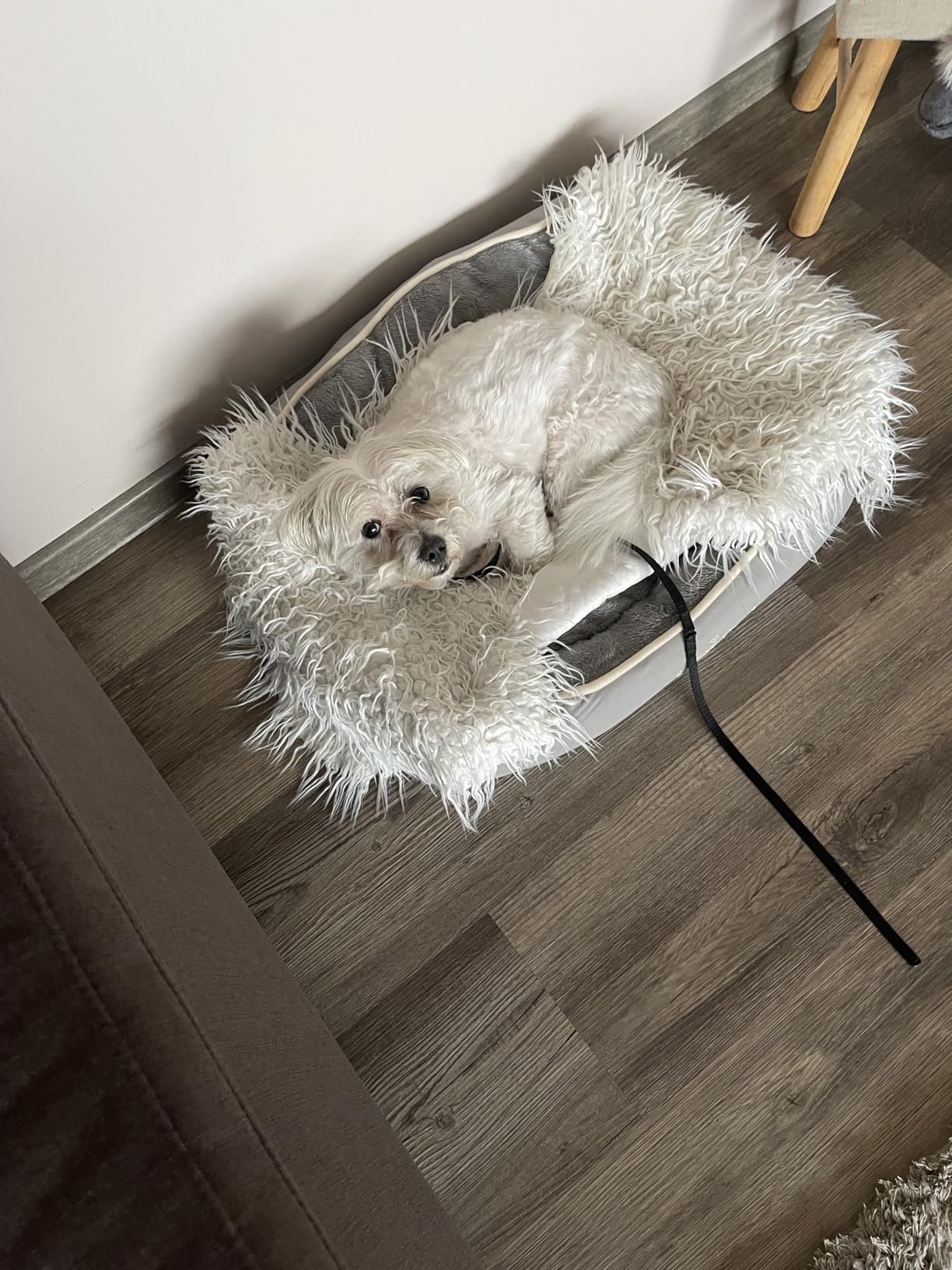 Dehner Lieblinge Sammy Hundebett oval grau 57x52 cm