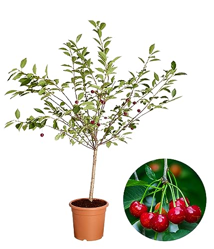 Dehner Griotella Zwergkirsche sauer 80-90 cm 6 l