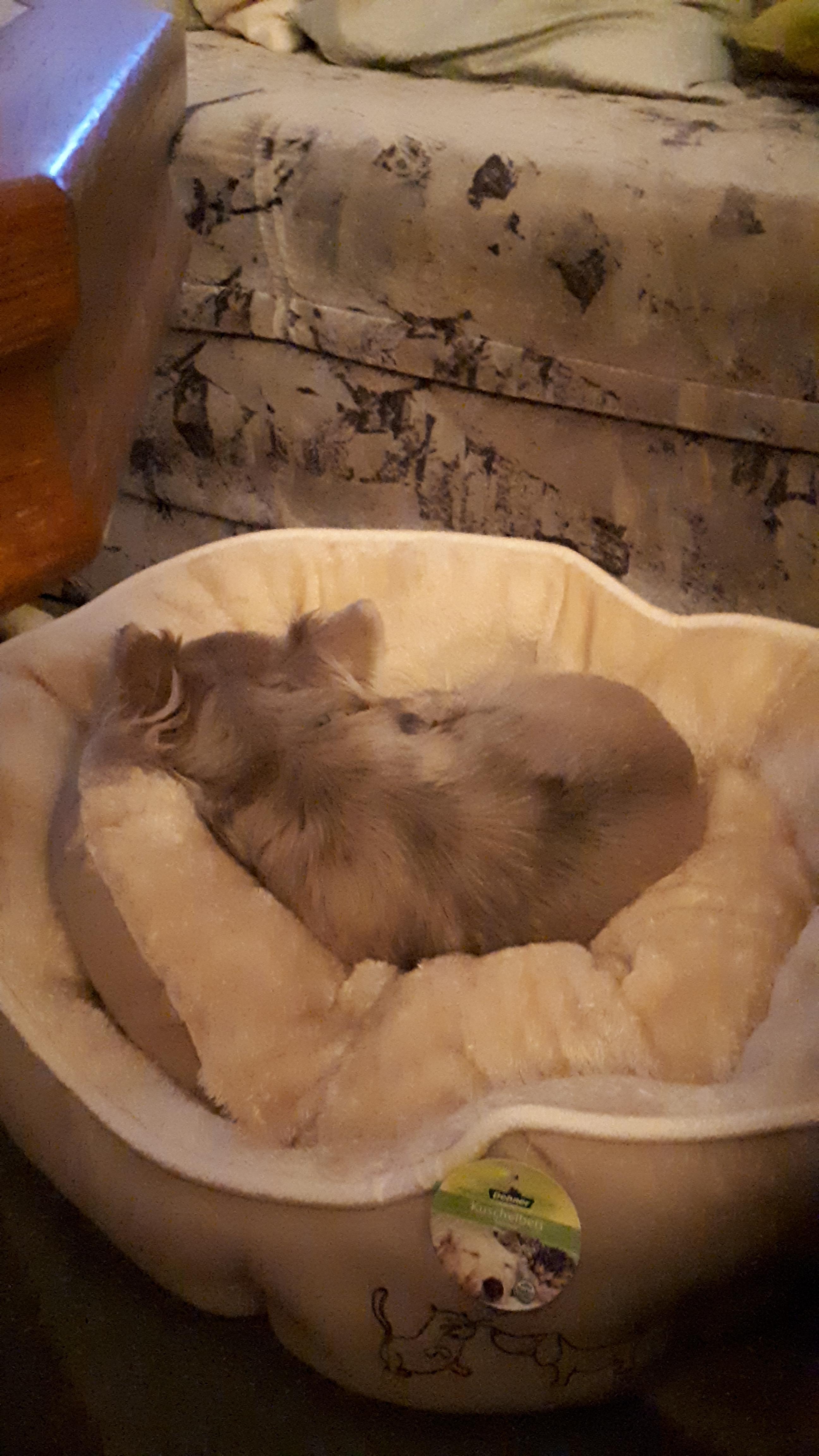Dehner Lieblinge Sammy Hundebett oval grau 57x52 cm