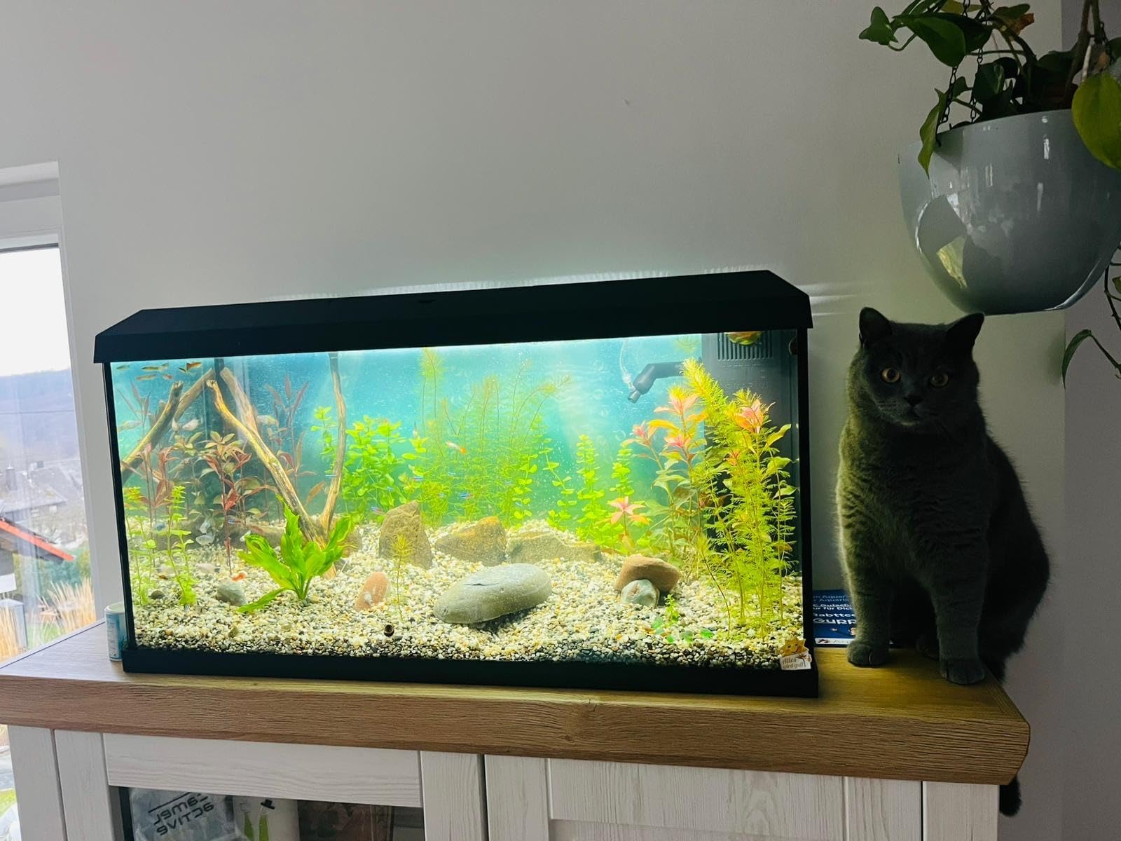 Dehner Aqua Start 80 Aquarium Starterset 110 L LED Komplett