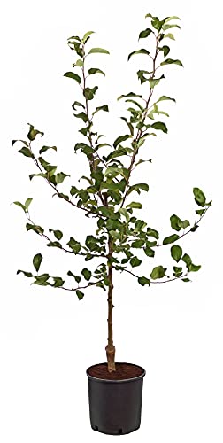 Dehner Baya Marisa Apfel rotfleischig 150-200 cm Neuzüchtung