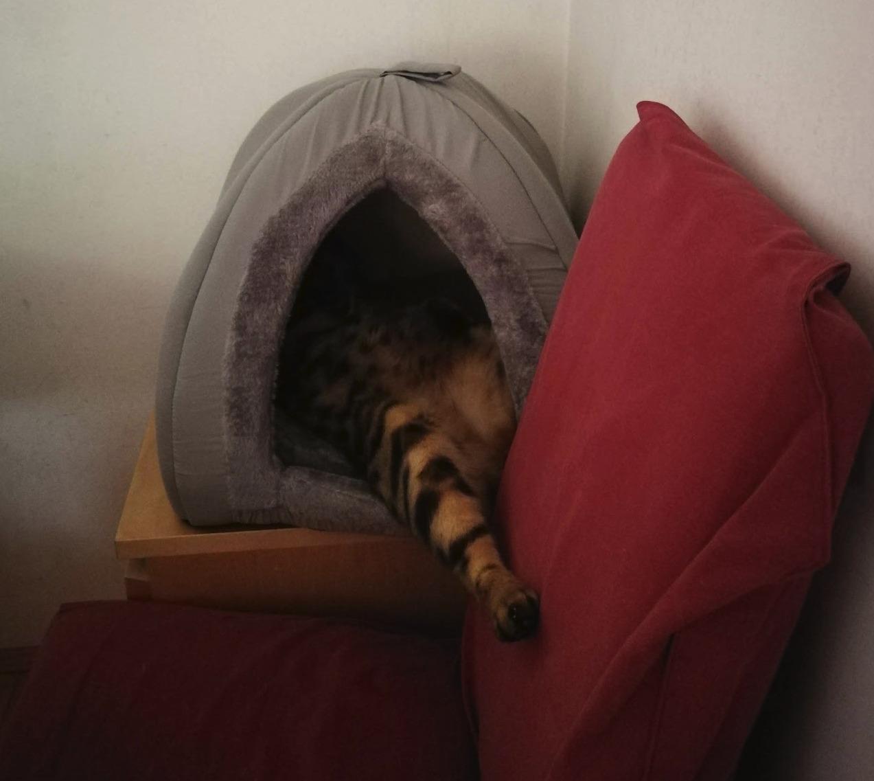 Dehner Lieblinge Findus Katzen Kuschelhöhle Grau 40x40x35