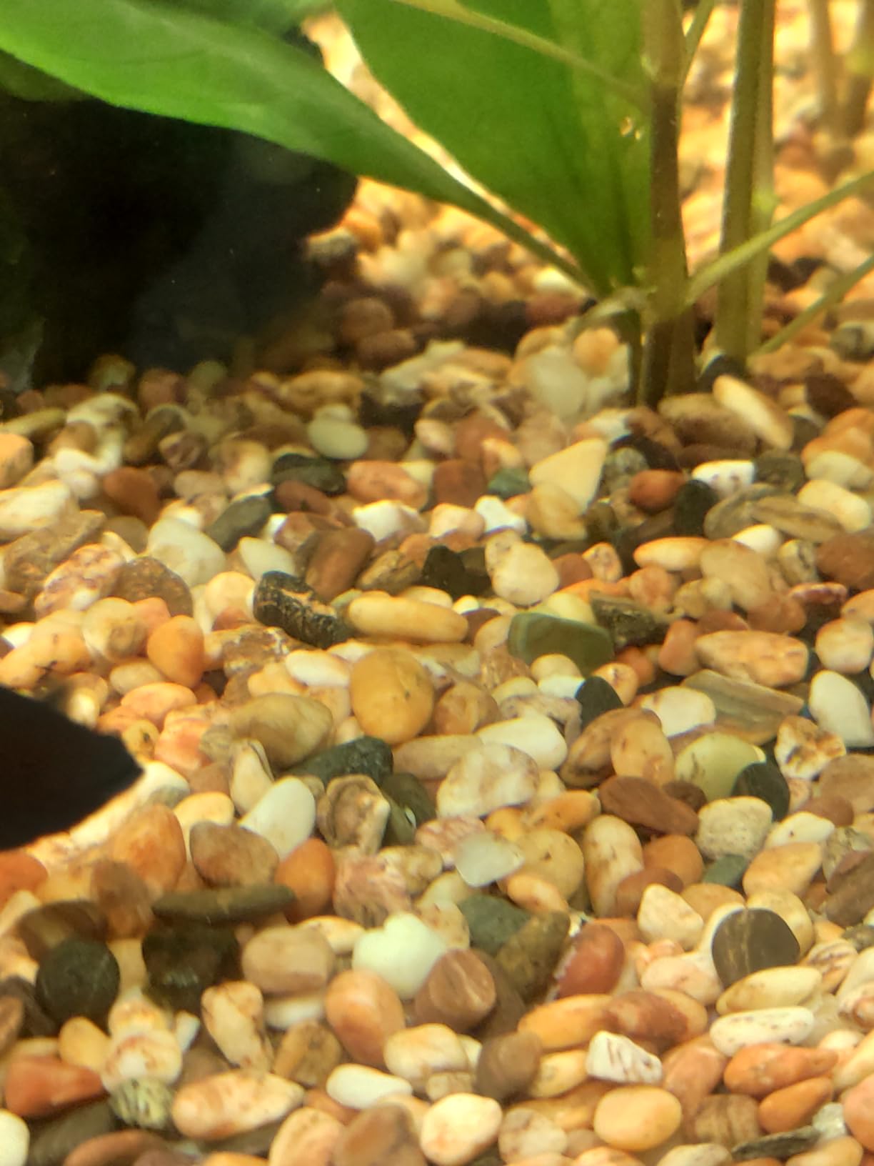 Dehner Aqua Aquarienkies 6-8 mm braun-grau 5 kg