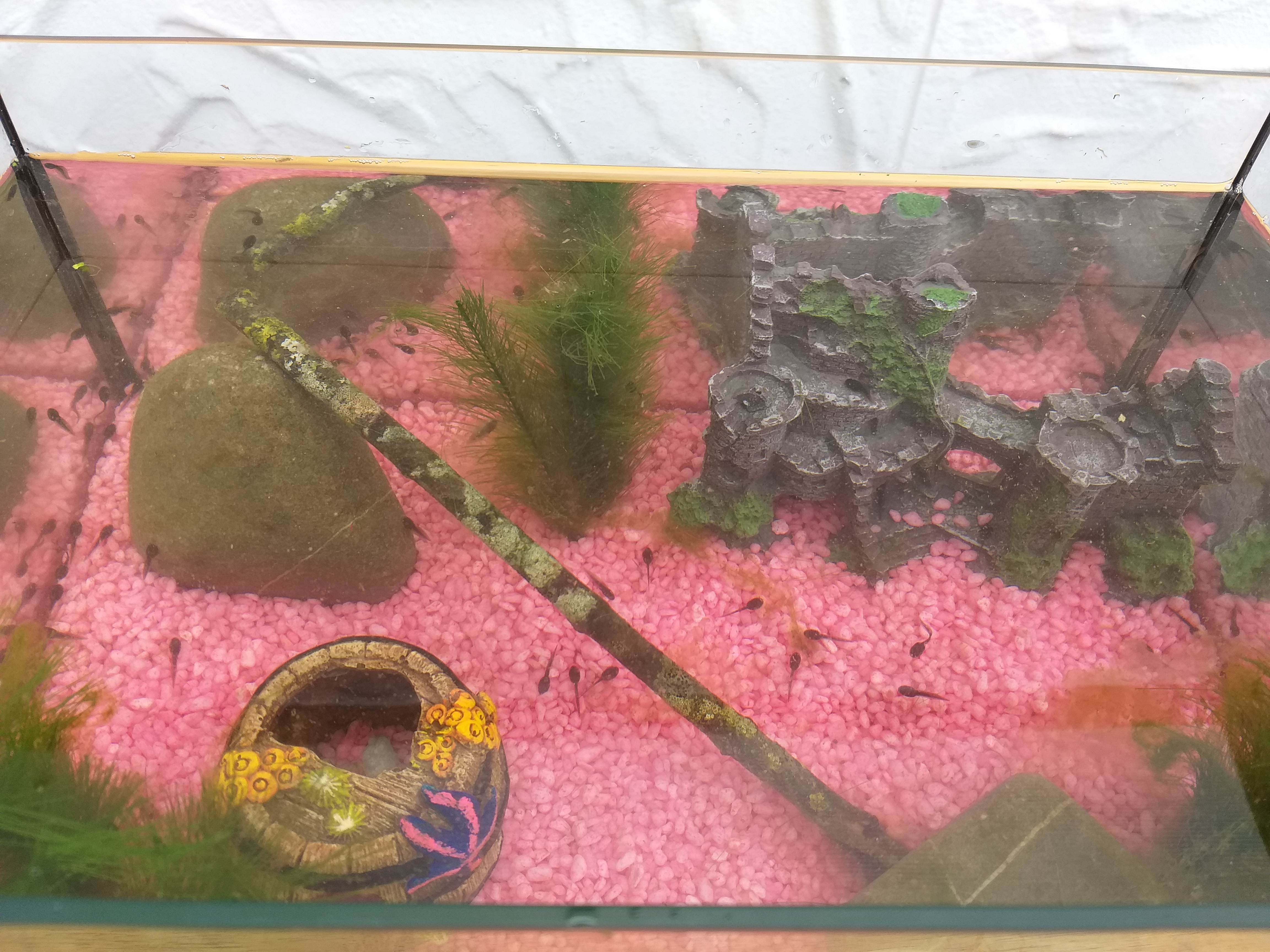 Dehner Aqua Aquarienkies 4-6 mm pastellgrün 5 kg