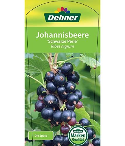Dehner Schwarze Perle Johannisbeere 70-80 schwarz