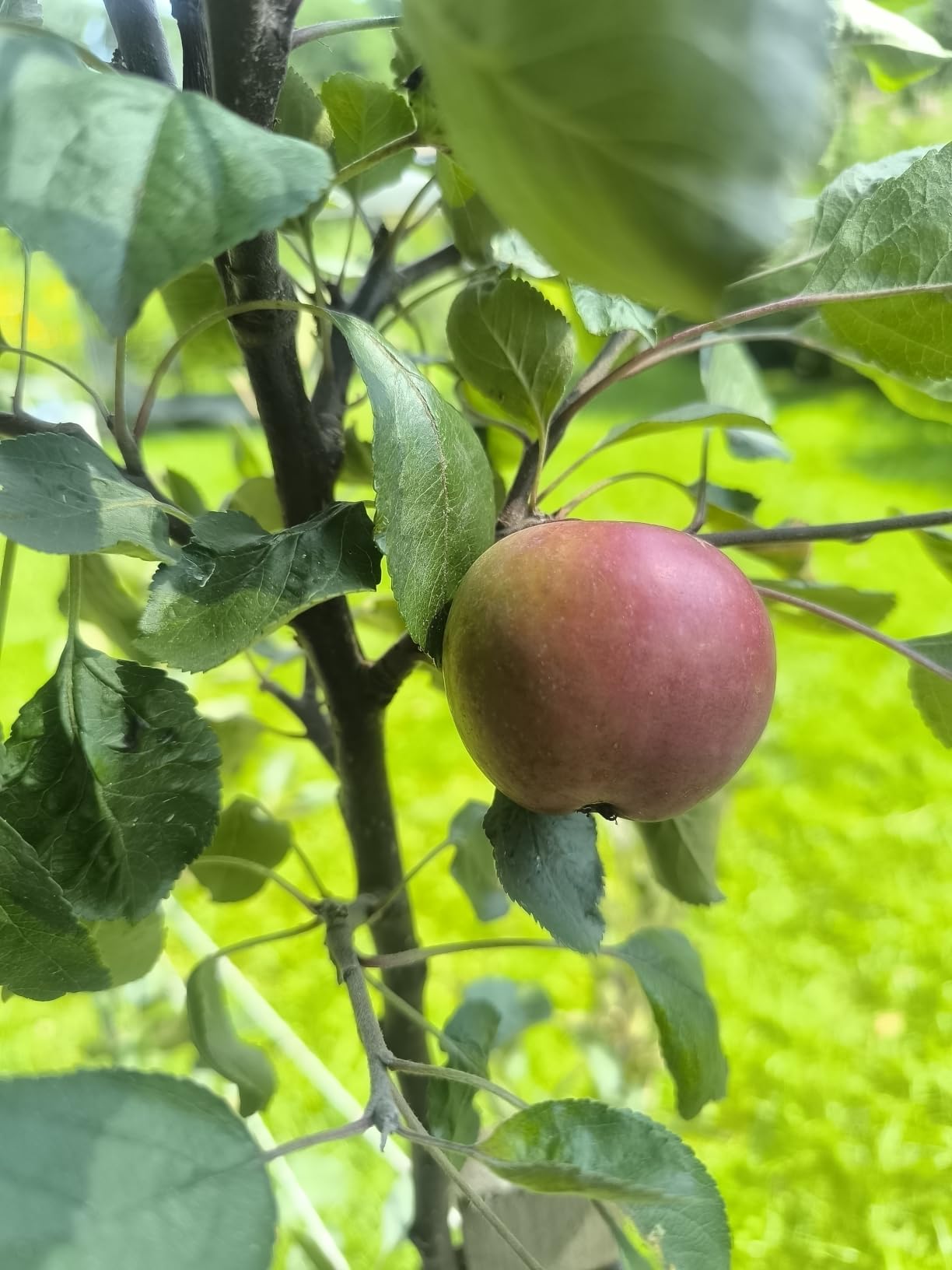 Dehner Premium Lovely Bio Obstbaumdünger 1,5kg organisch