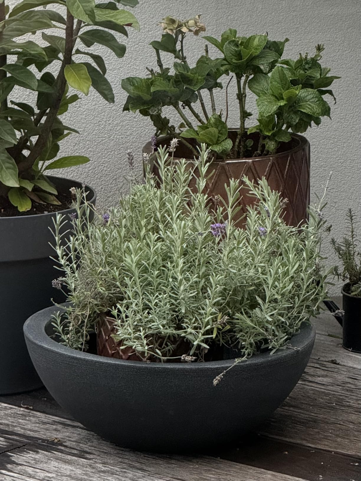 Dehner Kugelschale Pflanzschale Ø52cm anthrazit Miniteich