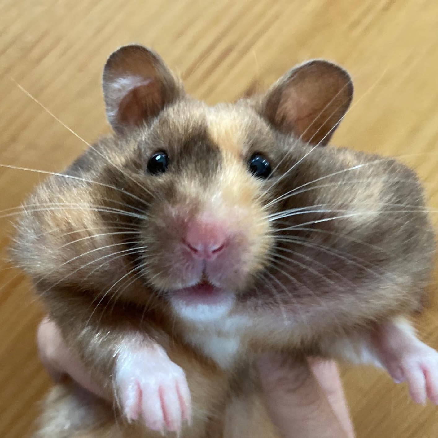Mr. Crumble Großer Körnerschatz Hamsterfutter 1 kg natürlich