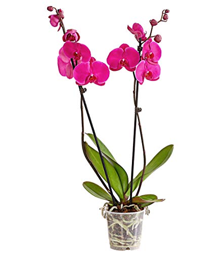 Dehner Premium Lovely Schmetterlingsorchidee Rosa 30-40 cm Topf 12 cm