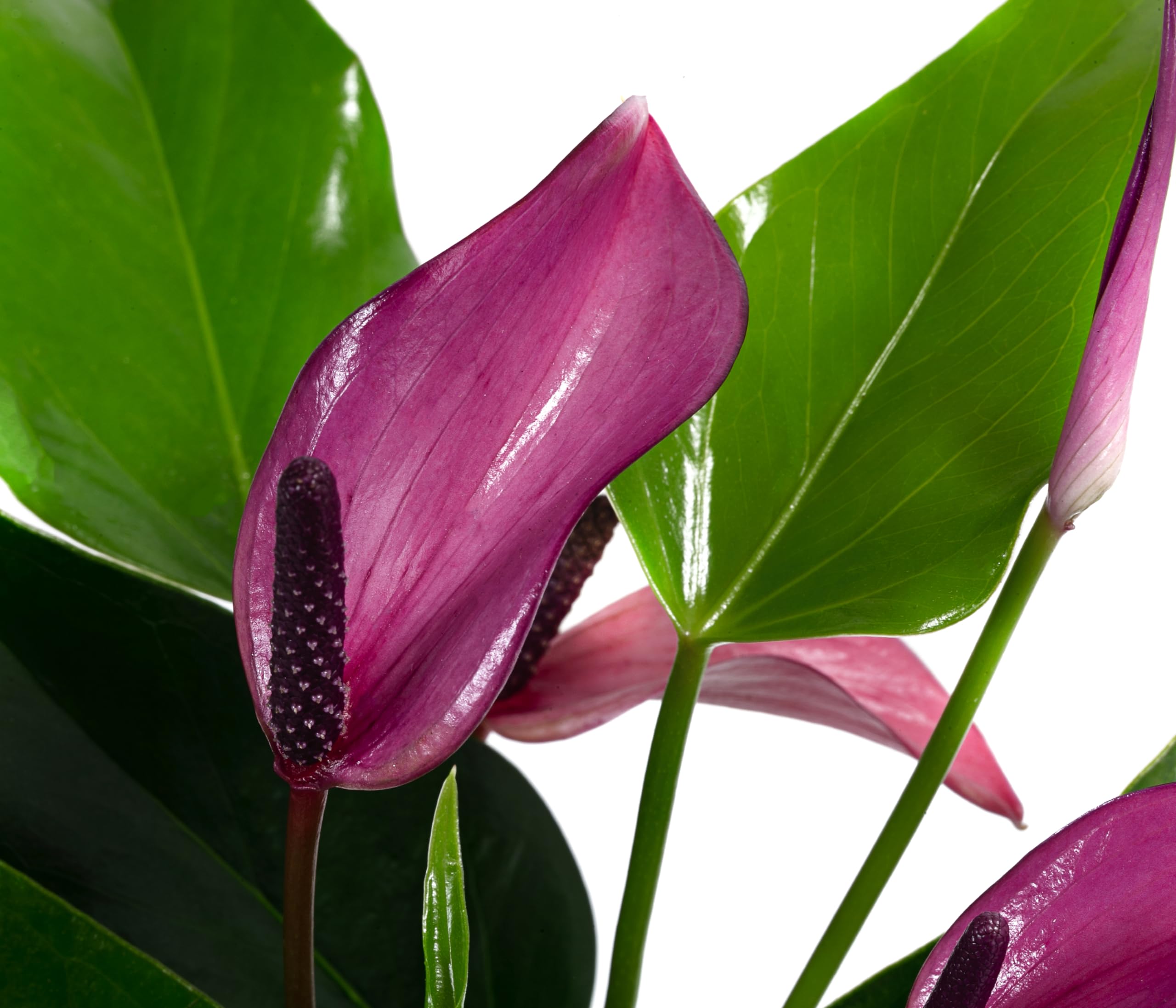 Dehner Waterplant Flamingoblume Glas lila 25 cm Hydro