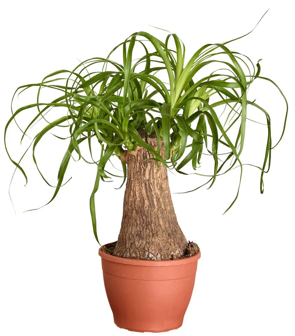 Dehner Elefantenfuß 30-35cm Topf 12cm einetriebig