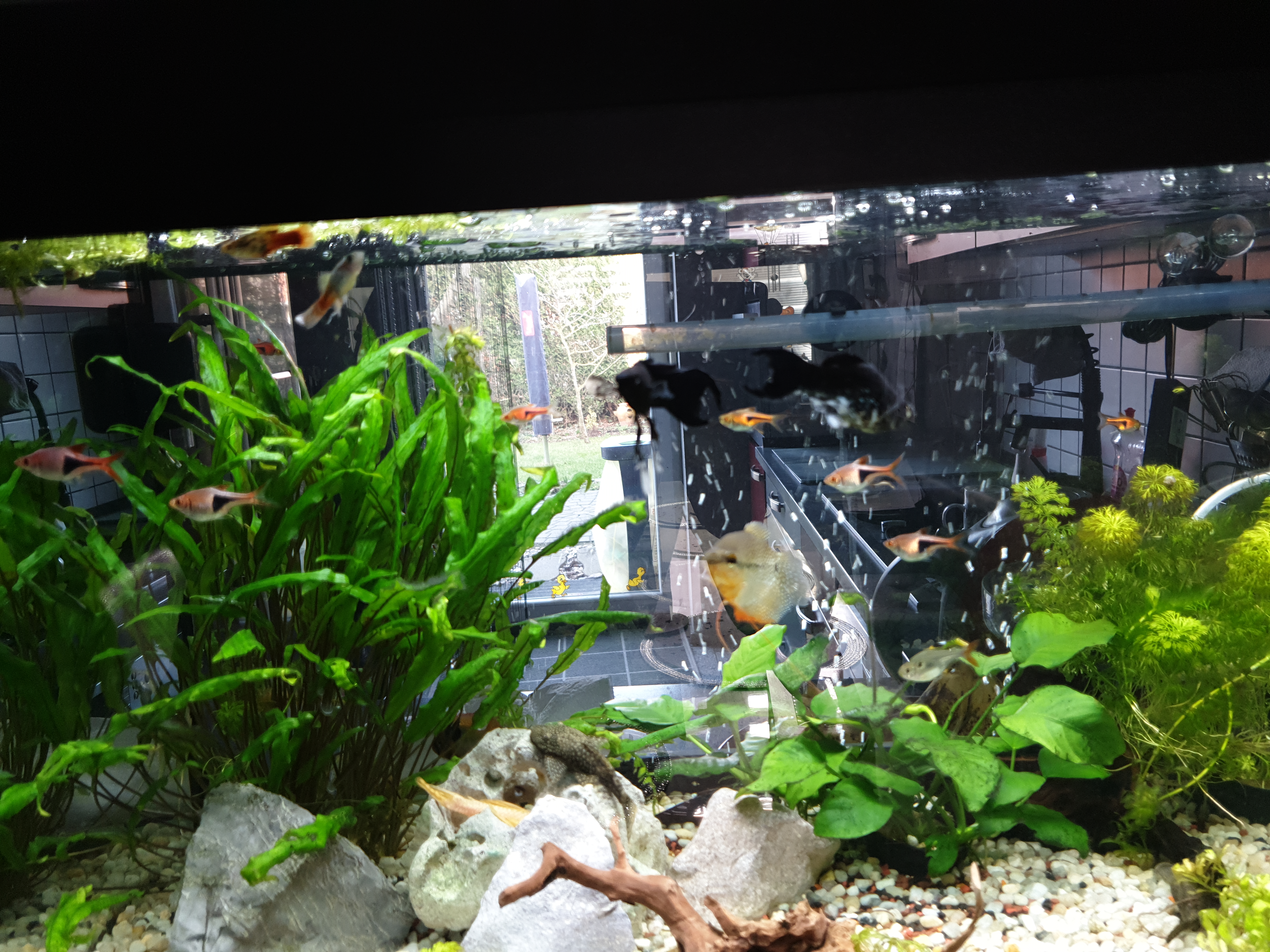 Dehner Aqua Zierfischfutter Flocken-Mix 170g farbfördernd