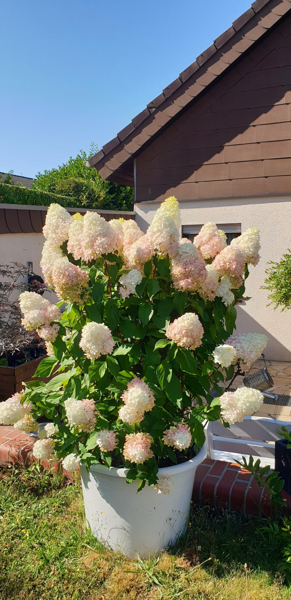 Dehner Blumendünger Guano Flüssigdünger 3 l NPK