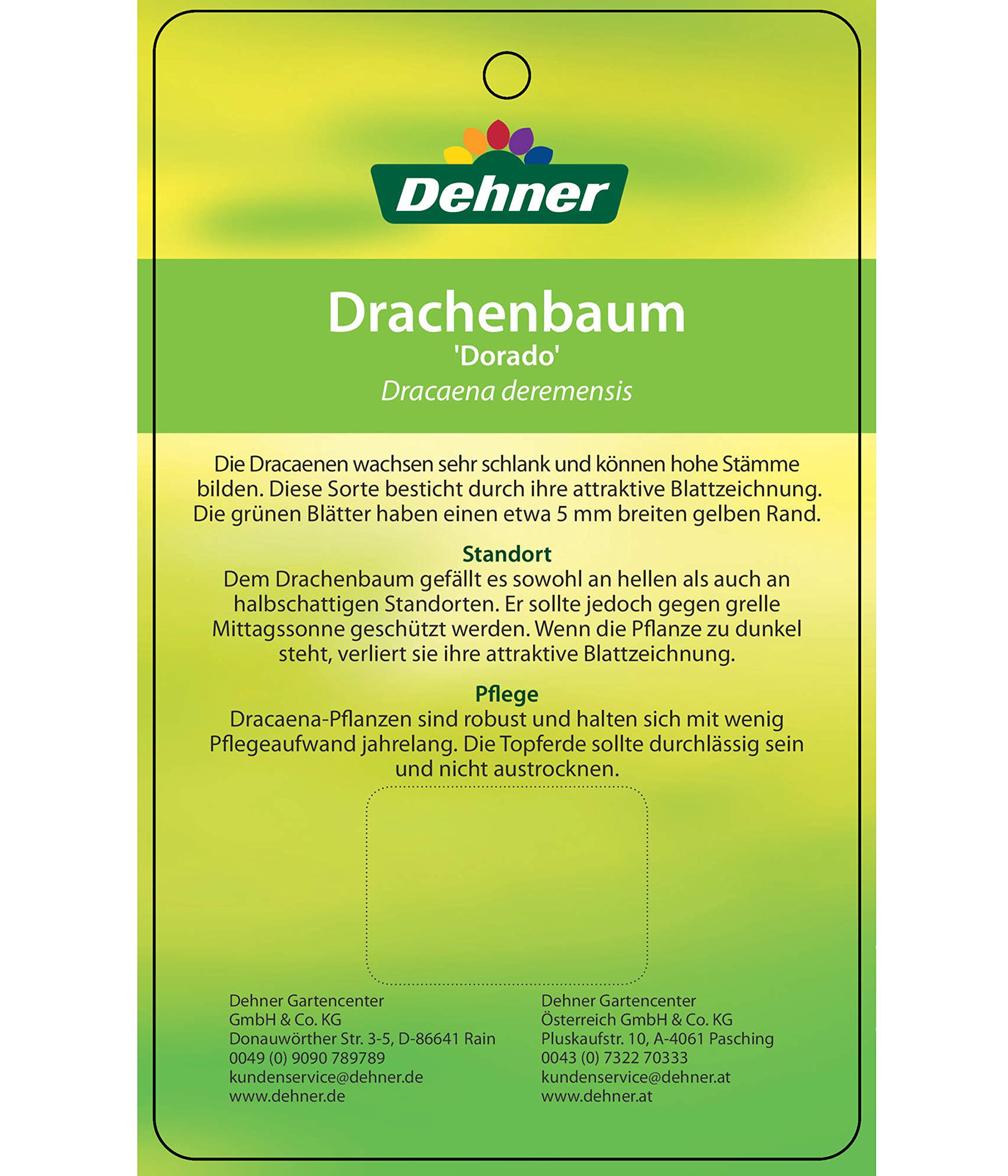 Dehner Lovely Dorado Drachenbaum Zimmerpflanze 120-150 cm 24 cm