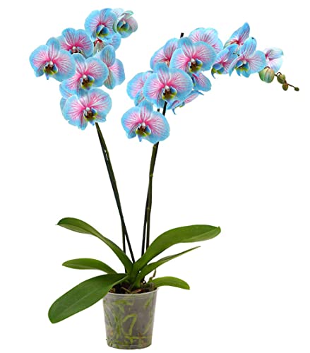 Dehner Blue Wonder Schmetterlingsorchidee 50-60 cm blau