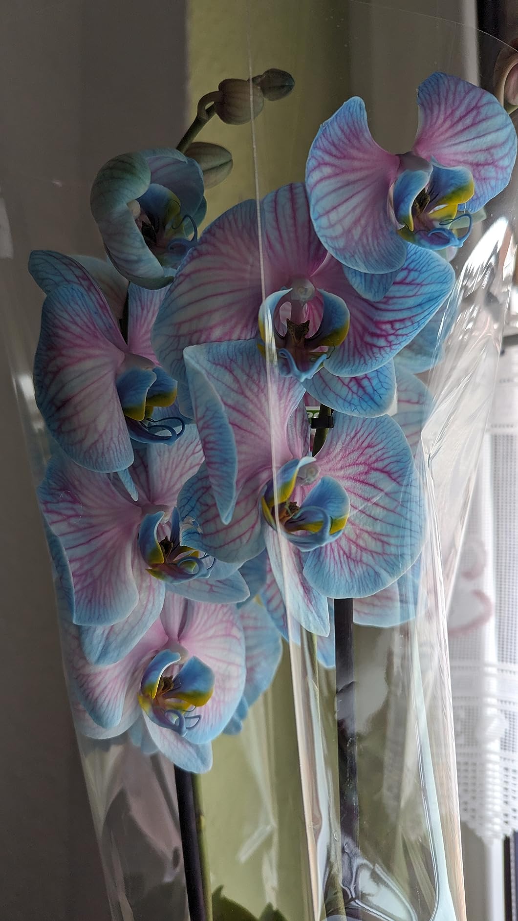 Dehner Blue Wonder Schmetterlingsorchidee 50-60 cm blau