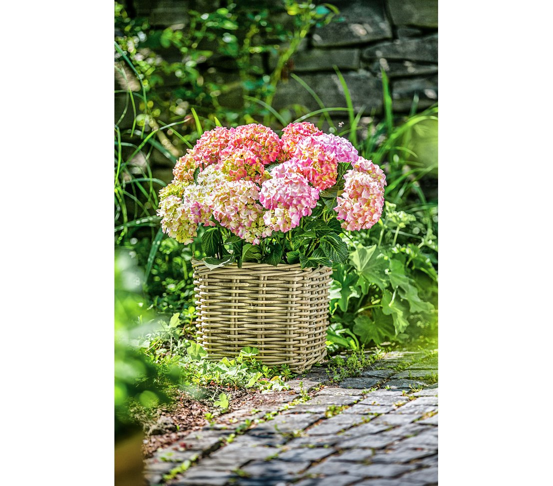 Dehner Premium Lovely Rattan Pflanztopf 27 cm grau-braun