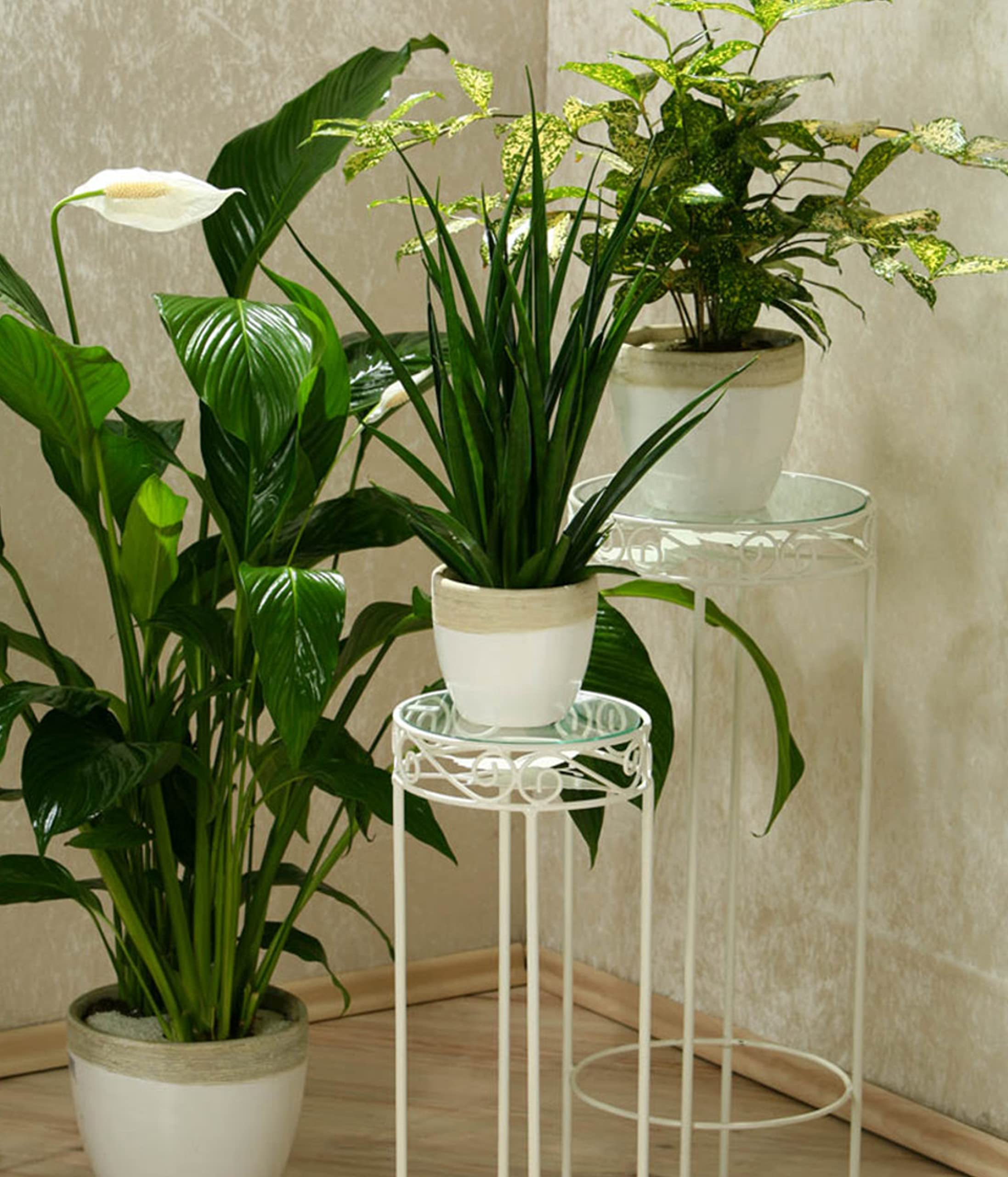 Dehner Silvana Einblatt Zimmerpflanze weiß 90-100 cm Topf 24 cm