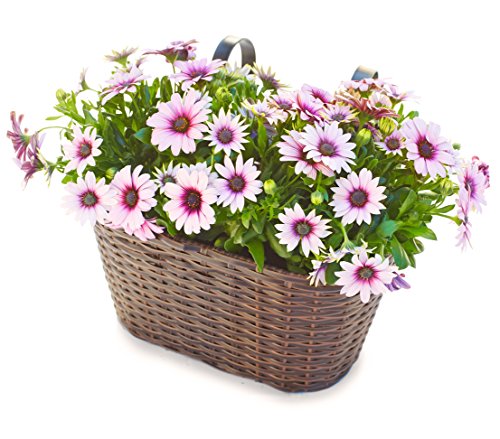 Dehner Premium Lovely Blumenkasten mit Halterung braun 30 cm