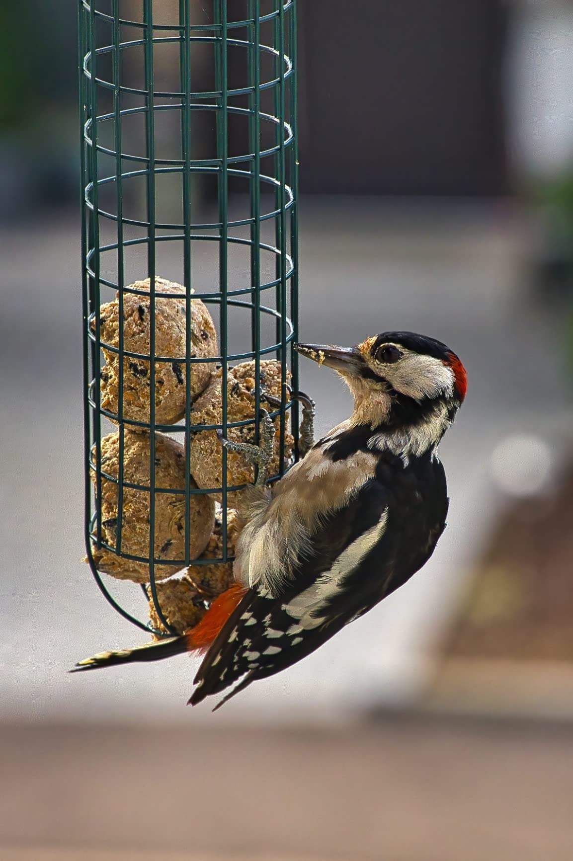 Dehner Natura Meisenknödel o. Netz Insekten 100x90g