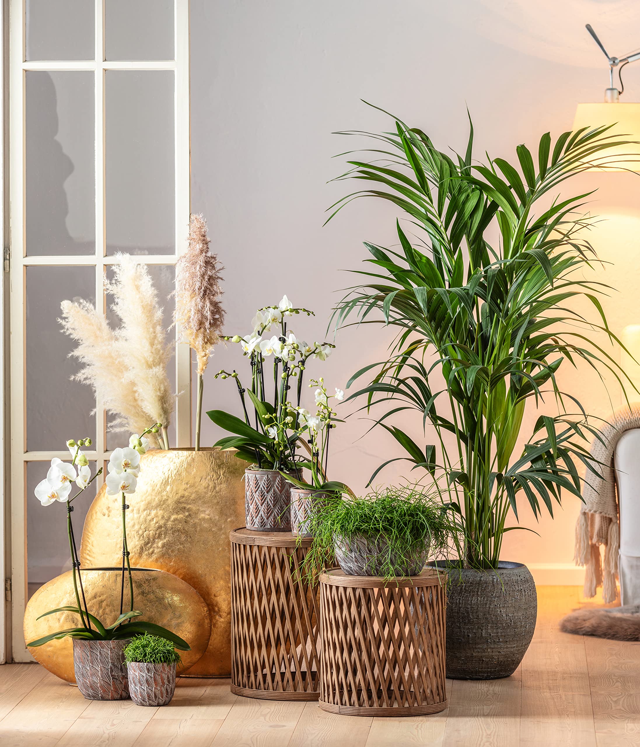 Dehner Premium Lovely Schmetterlingsorchidee Orchidee weiß 25-30 cm