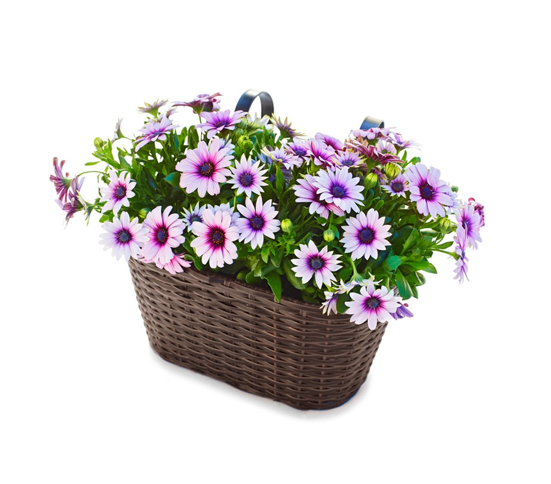 Dehner Premium Lovely Blumenkasten mit Halterung braun 30 cm