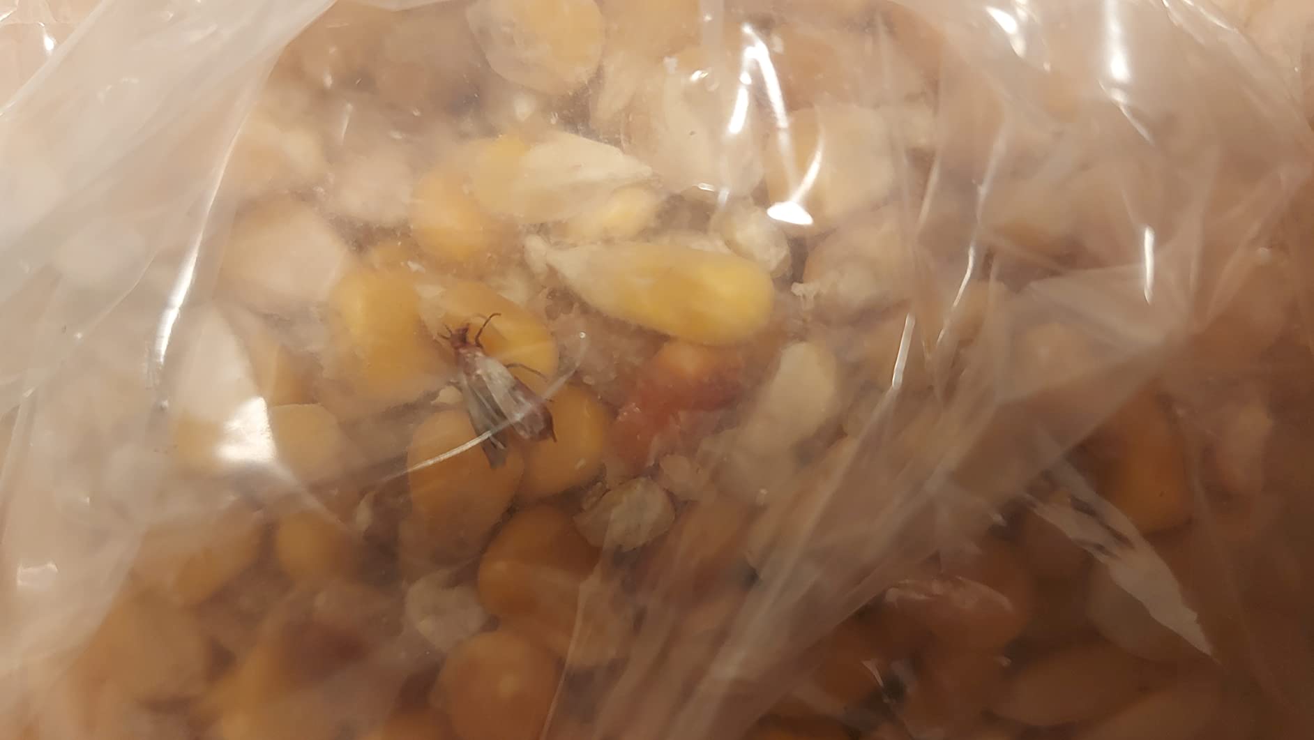 Dehner Körnermais Hühnerfutter Vögel Nager 10 kg