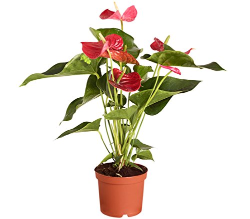 Dehner Gartencenter Große Flamingoblume rot 50-60 cm Topf 17 cm