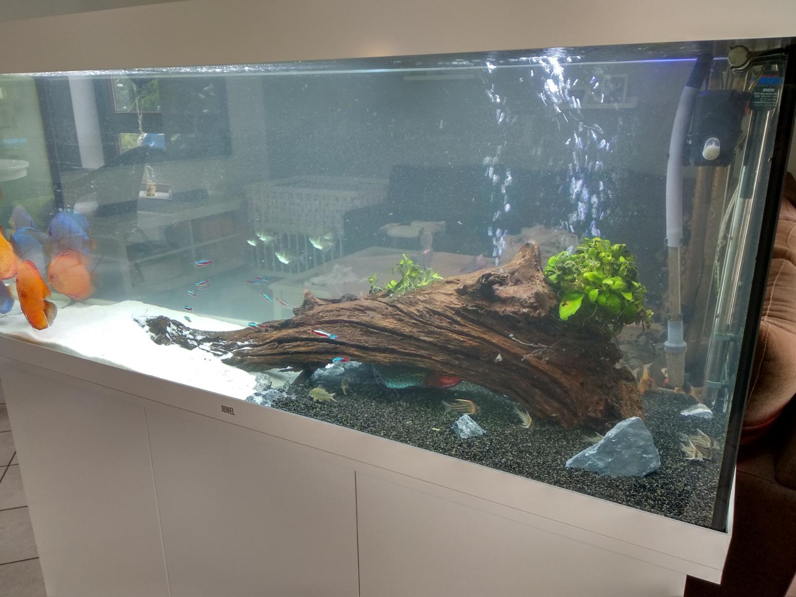 Dehner Aqua Mangrovenwurzel Extra Large Aquariendeko 80-90 cm